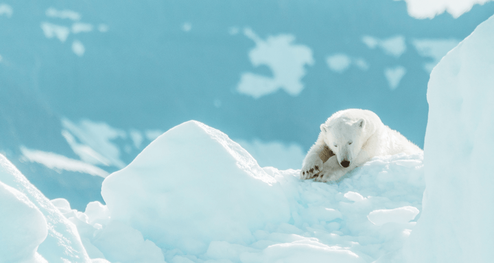 Бизнес в Арктике: как ученые живут во льдах и зарабатывают 300 млн рублей