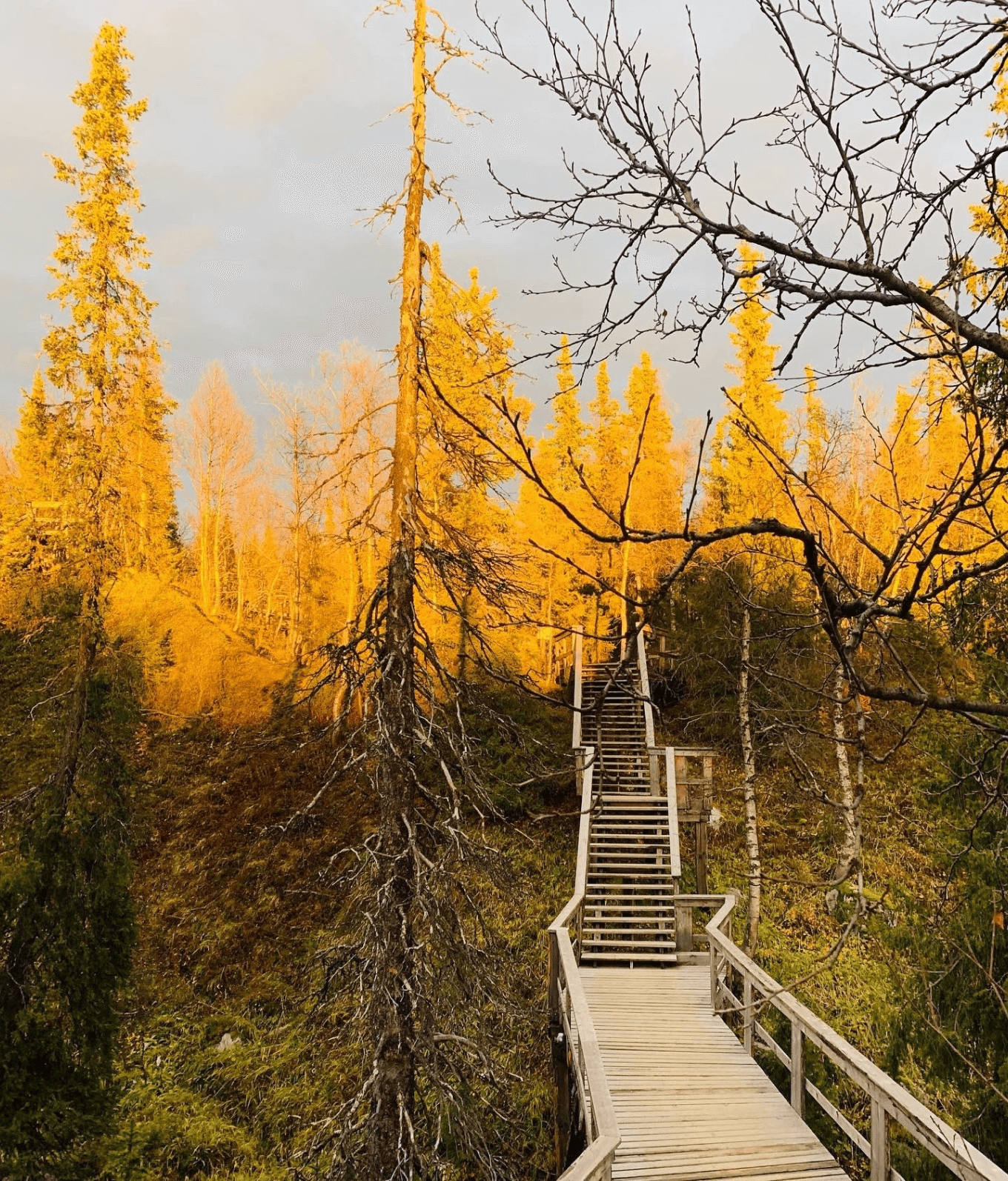 Мост через овраг в лесу