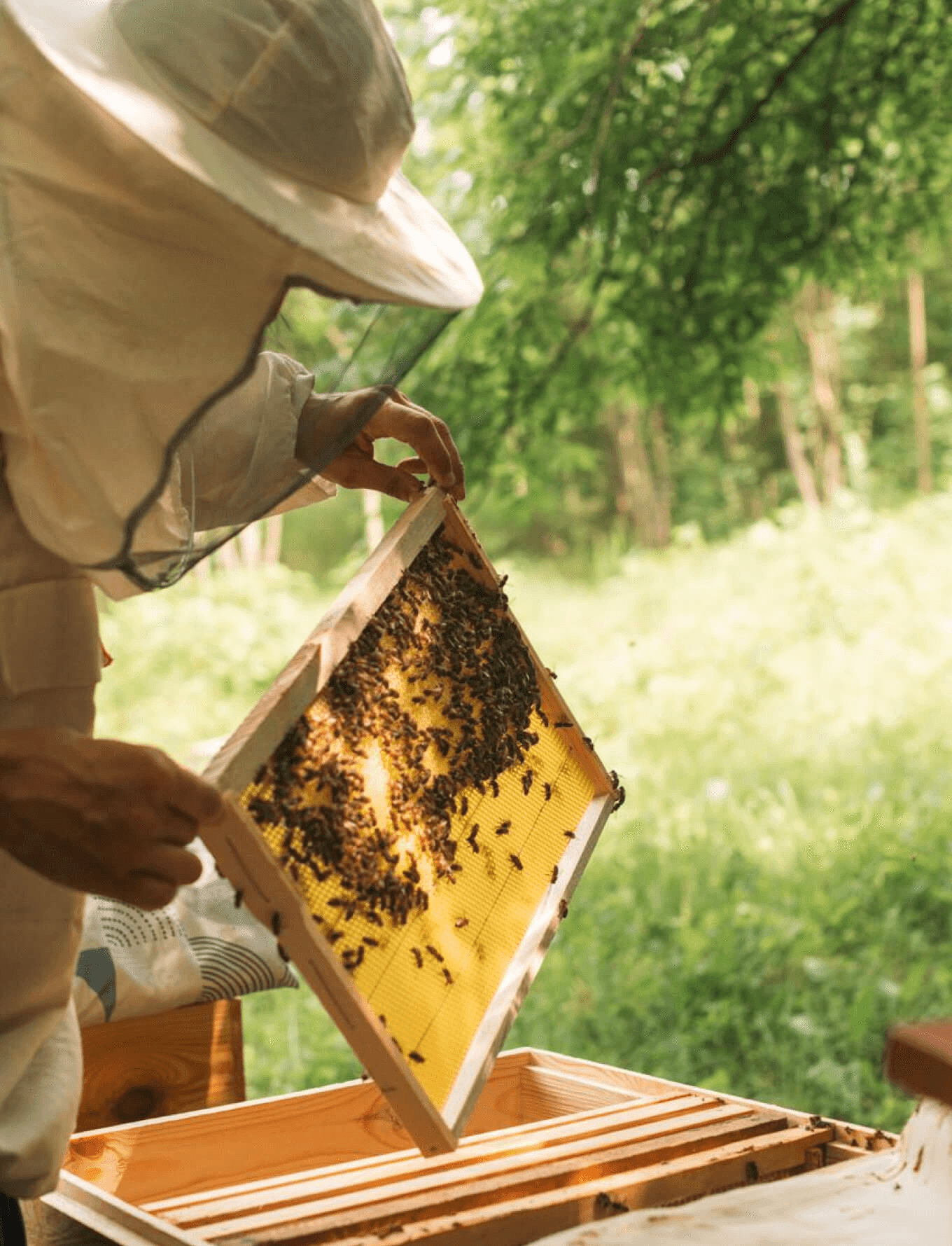 как заниматься пчеловодством