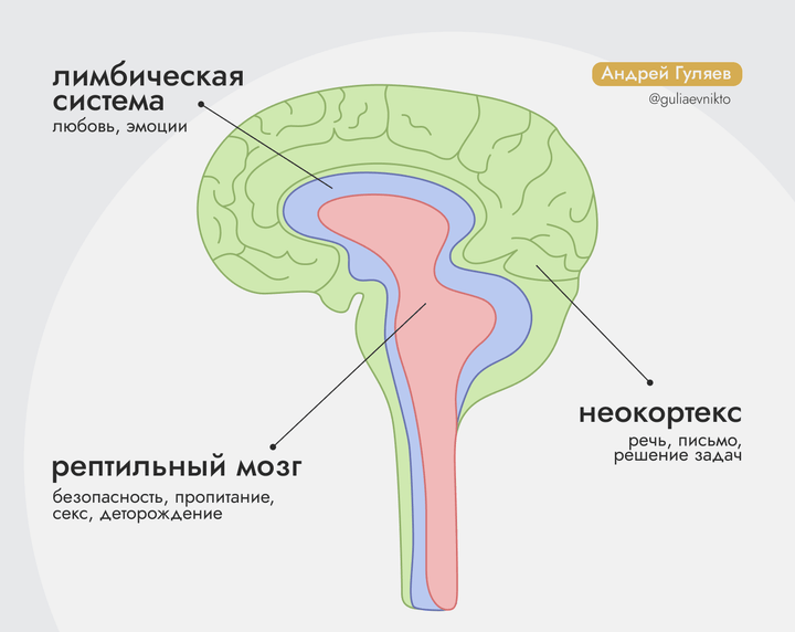 Теория триединого мозга