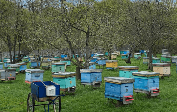 Опыление садов