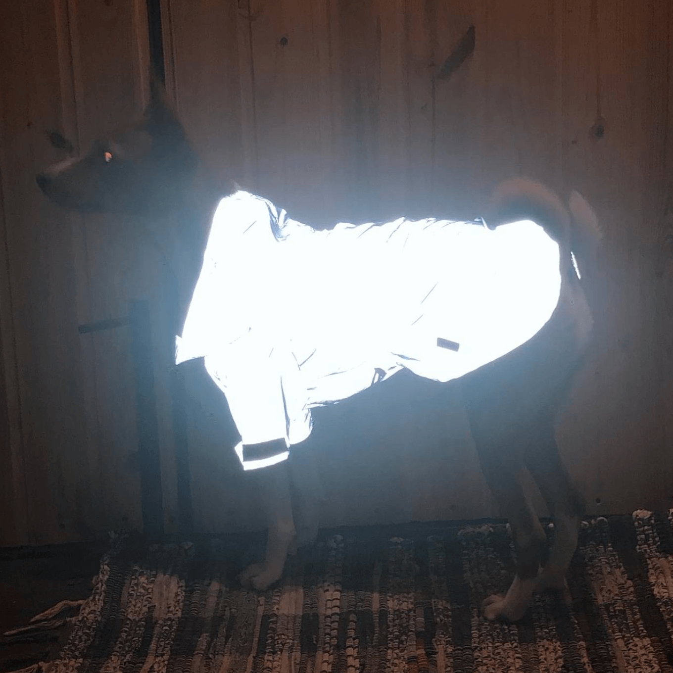 Светоотражающий дождевик для собаки