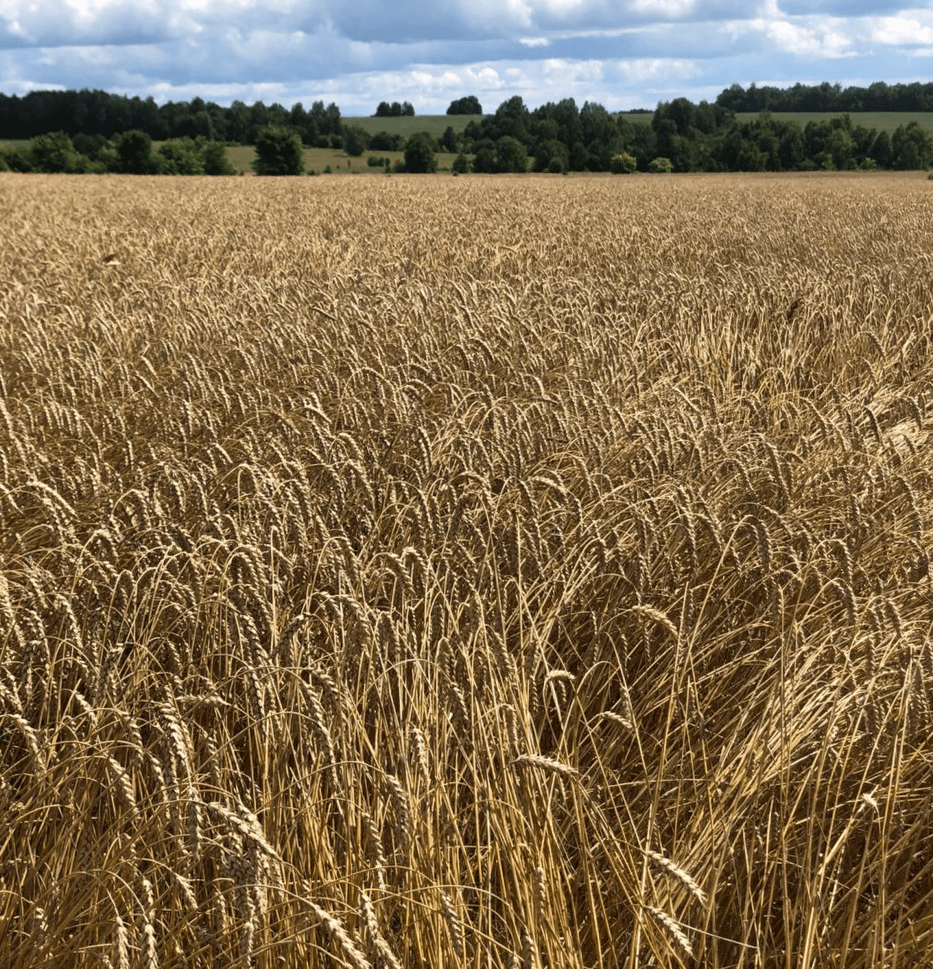 Пшеничные поля в Башкортостане