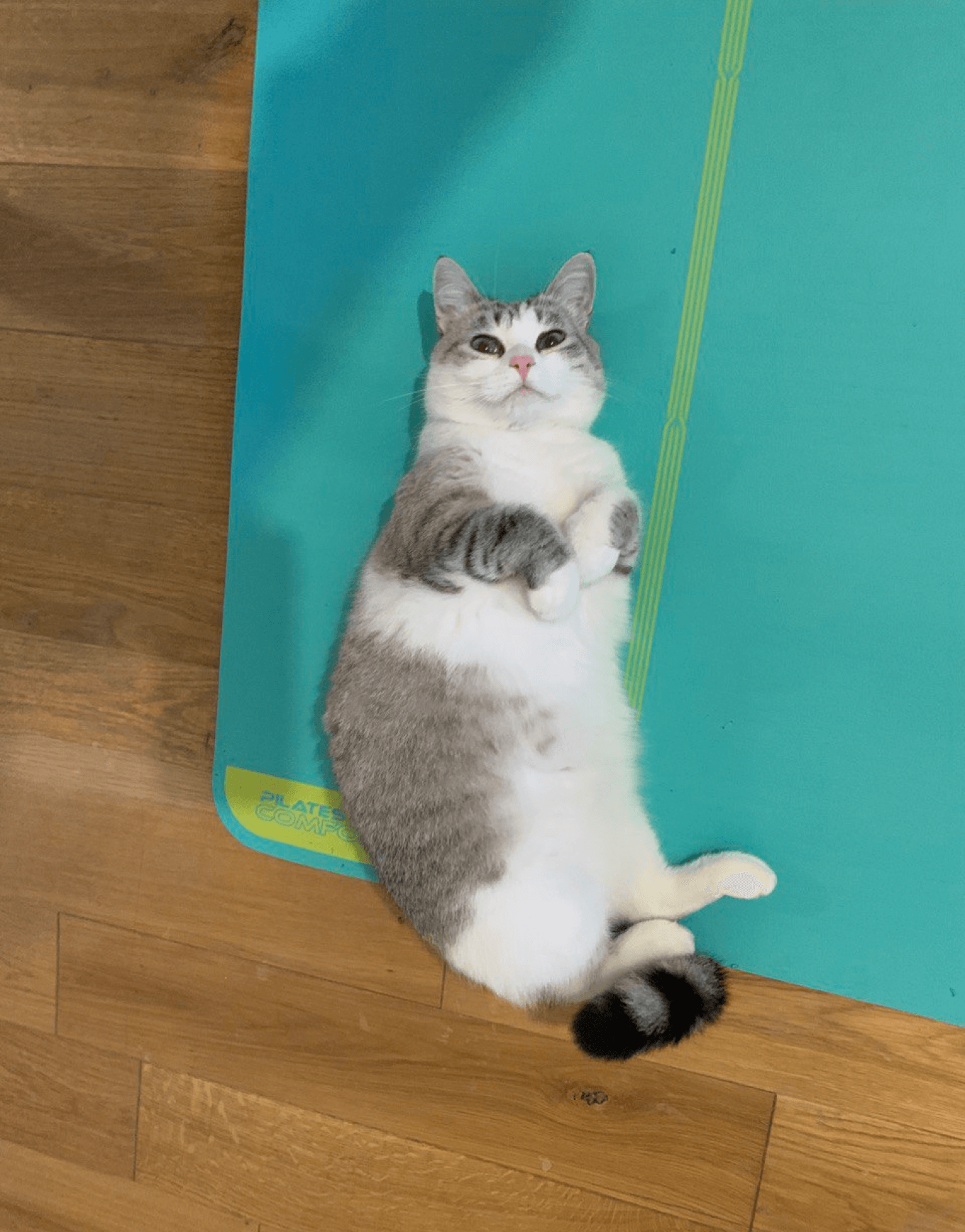 Кошка Снежинка, главный тестировщик приложения MotherFit